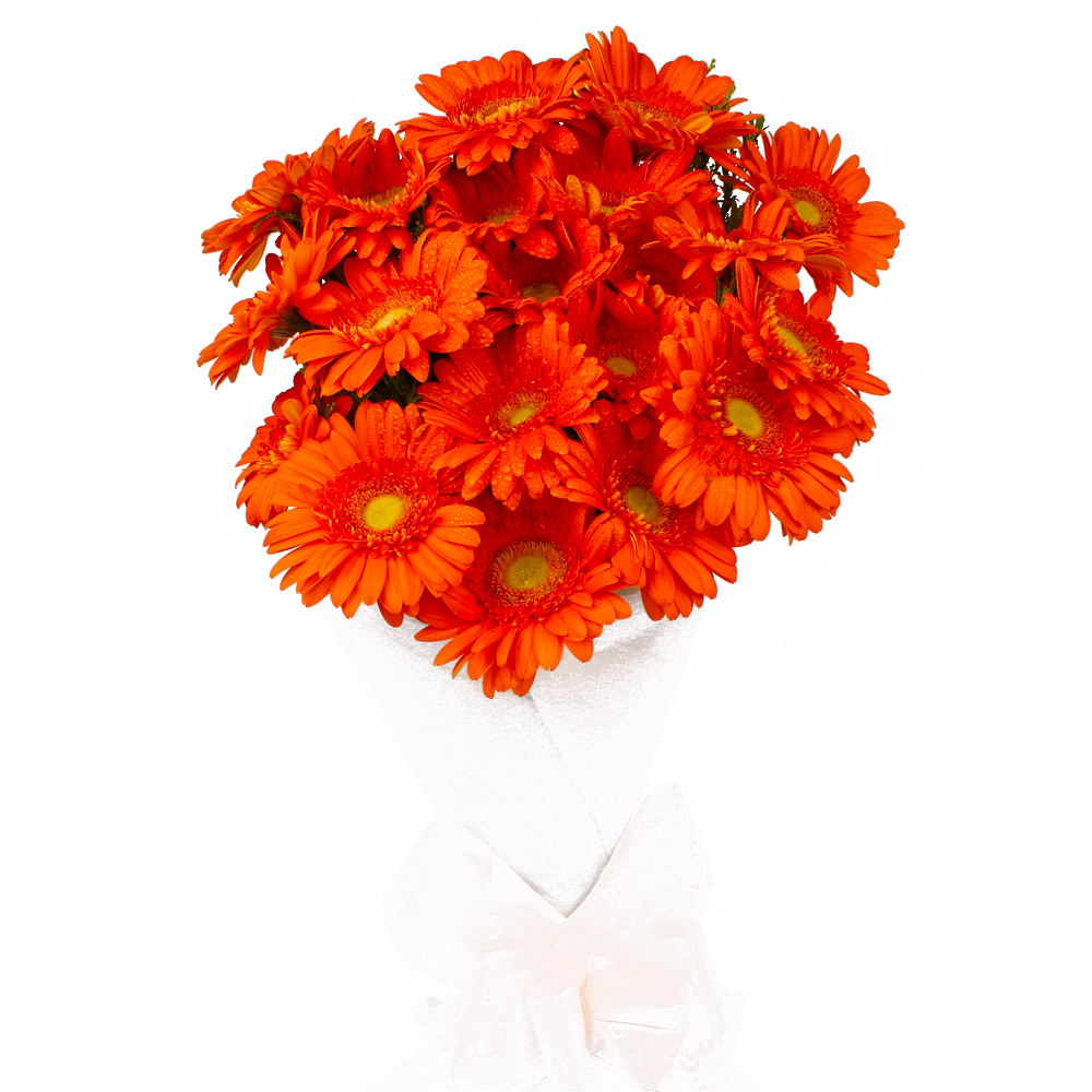 Tissue Wrapped 20 Orange Gerberas Bunch