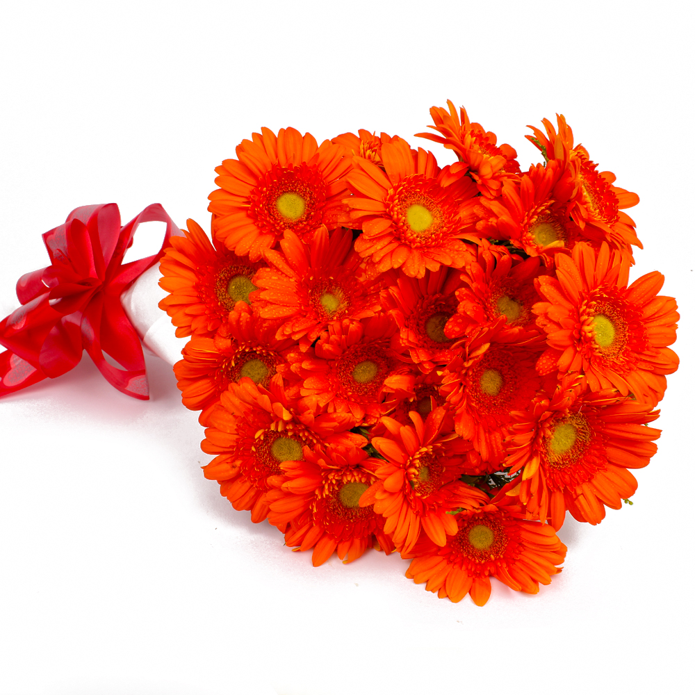 Twenty Orange Gerberas Hand Bunch