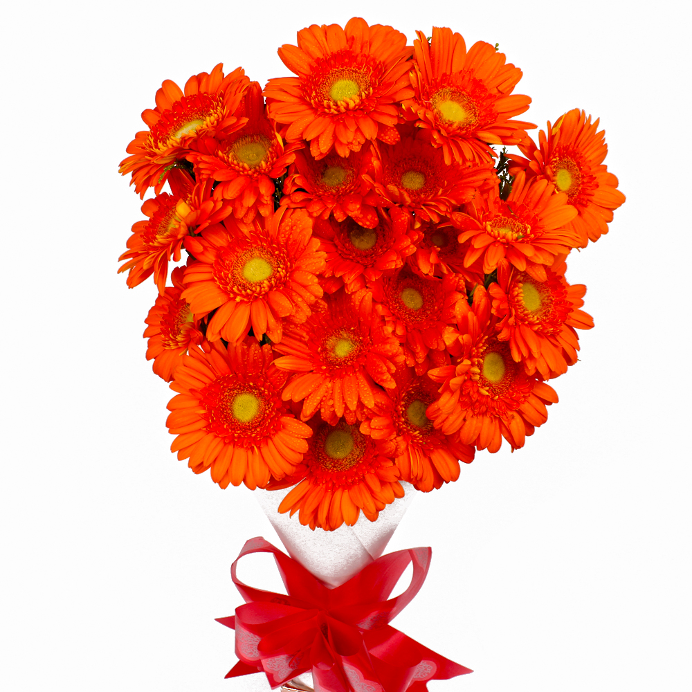 Twenty Orange Gerberas Hand Bunch