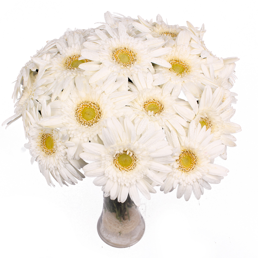 Fifteen White Gerberas in Glass Vase