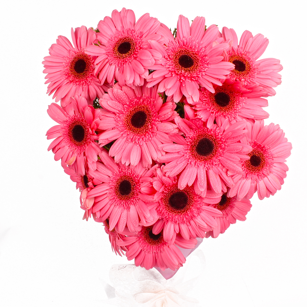Fifteen Pink Gerberas with Tissue Packing