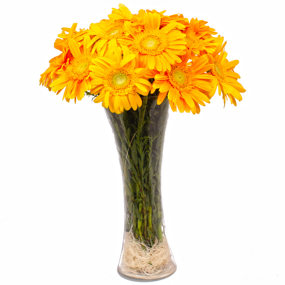 Dozen Yellow Gerberas in Vase