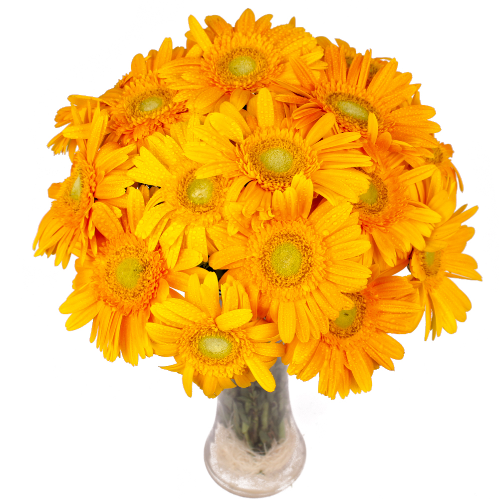 Dozen Yellow Gerberas in Vase