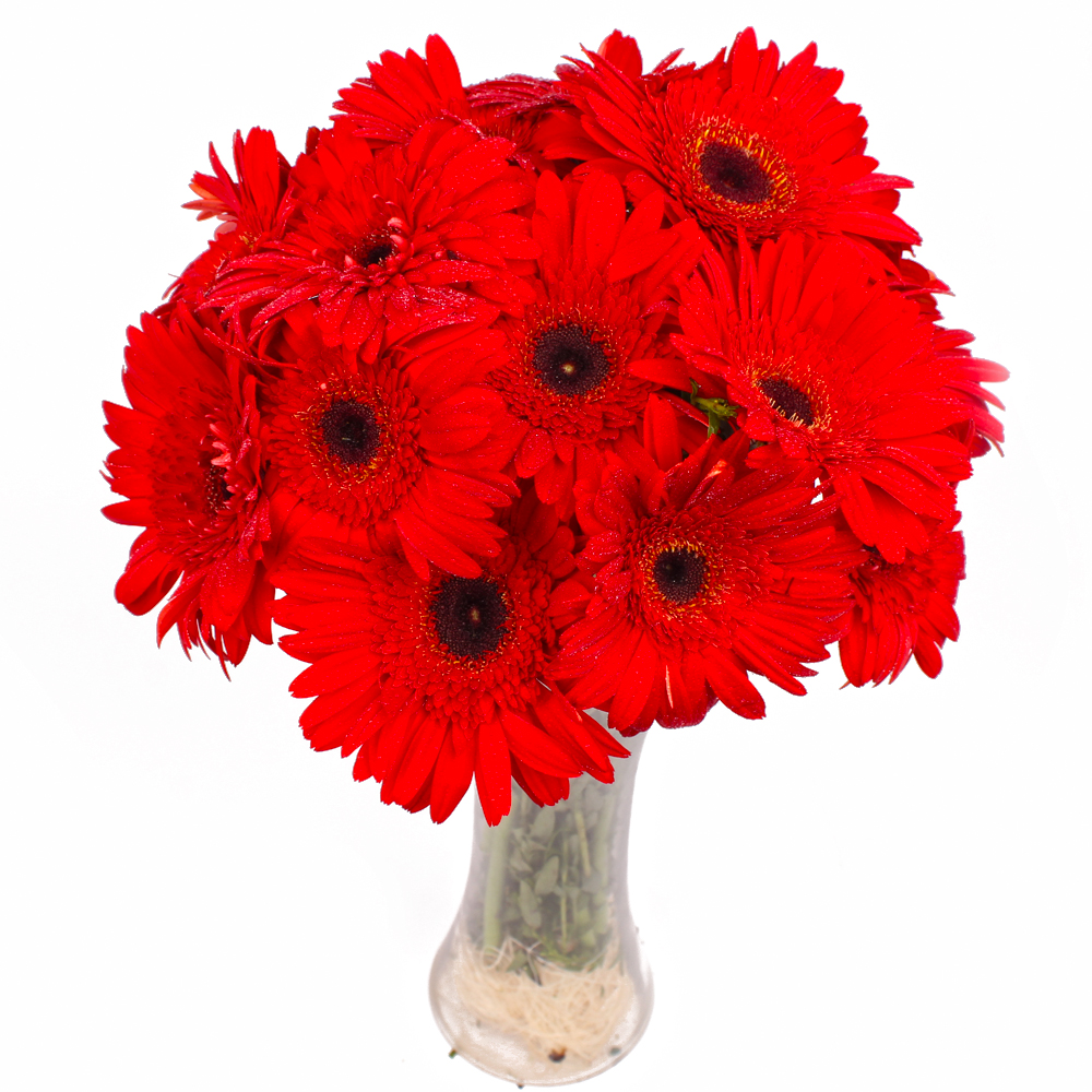 Ten Red Gerberas in Classic Vase