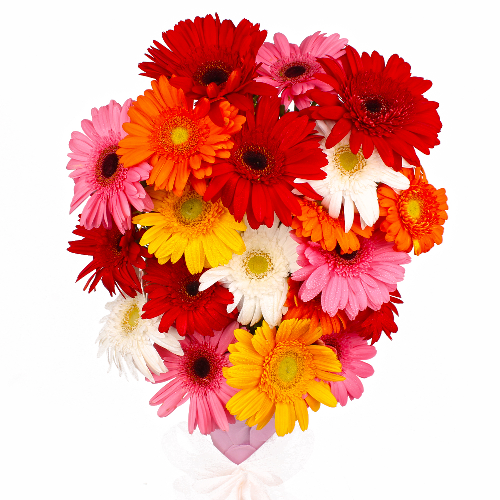 Multi Color Gerberas Tissue Wrapped