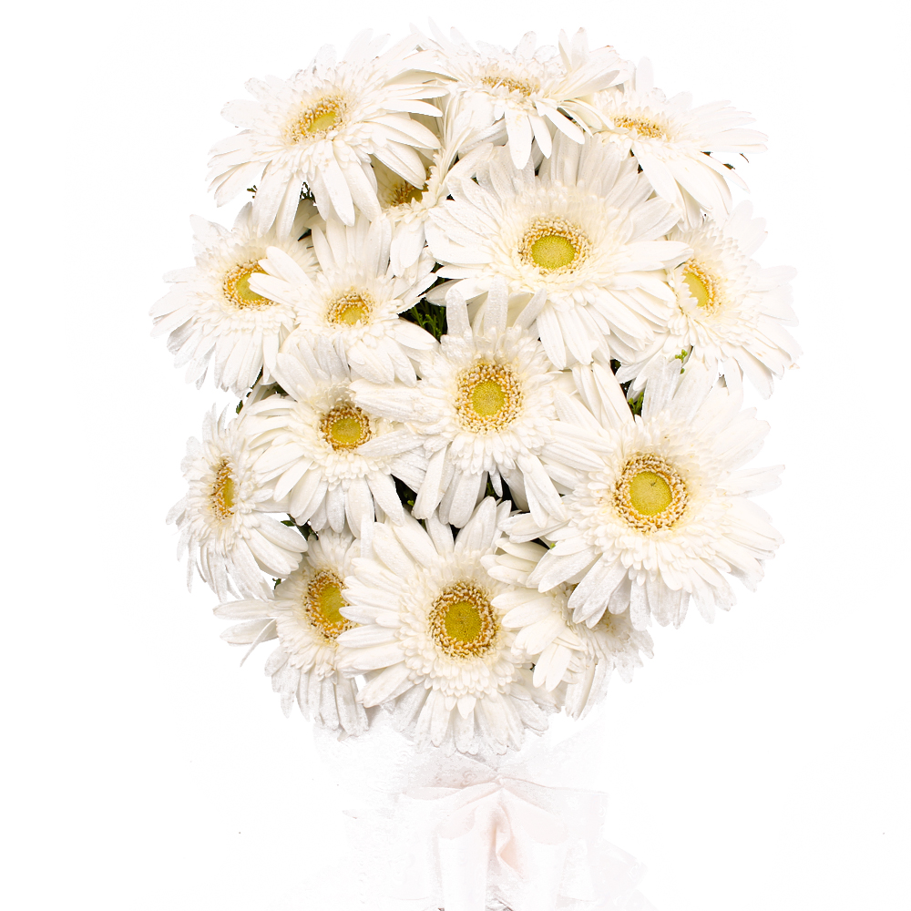 Fabulous Fifteen White Gerberas Bouquet with Tissue Packing