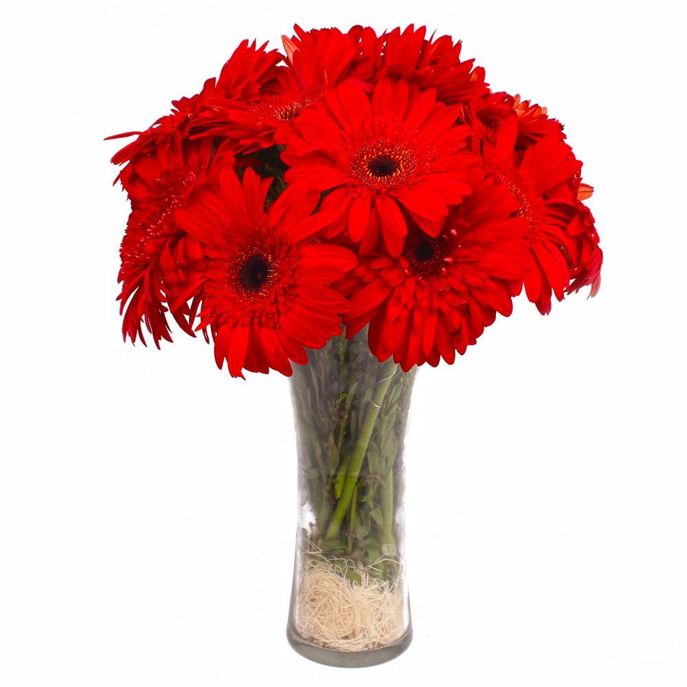 Dozen Red Gerberas in Vase