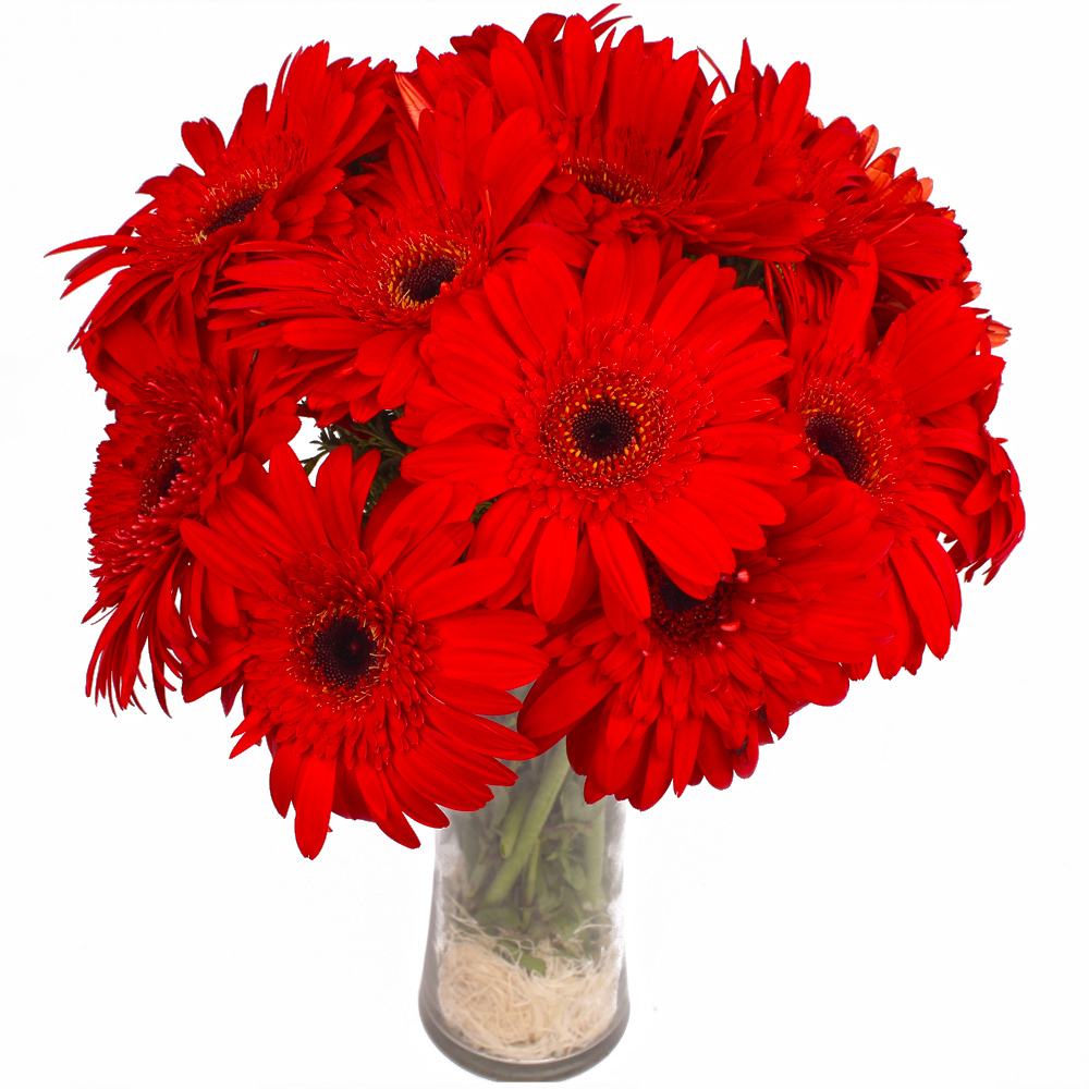 Dozen Red Gerberas in Vase