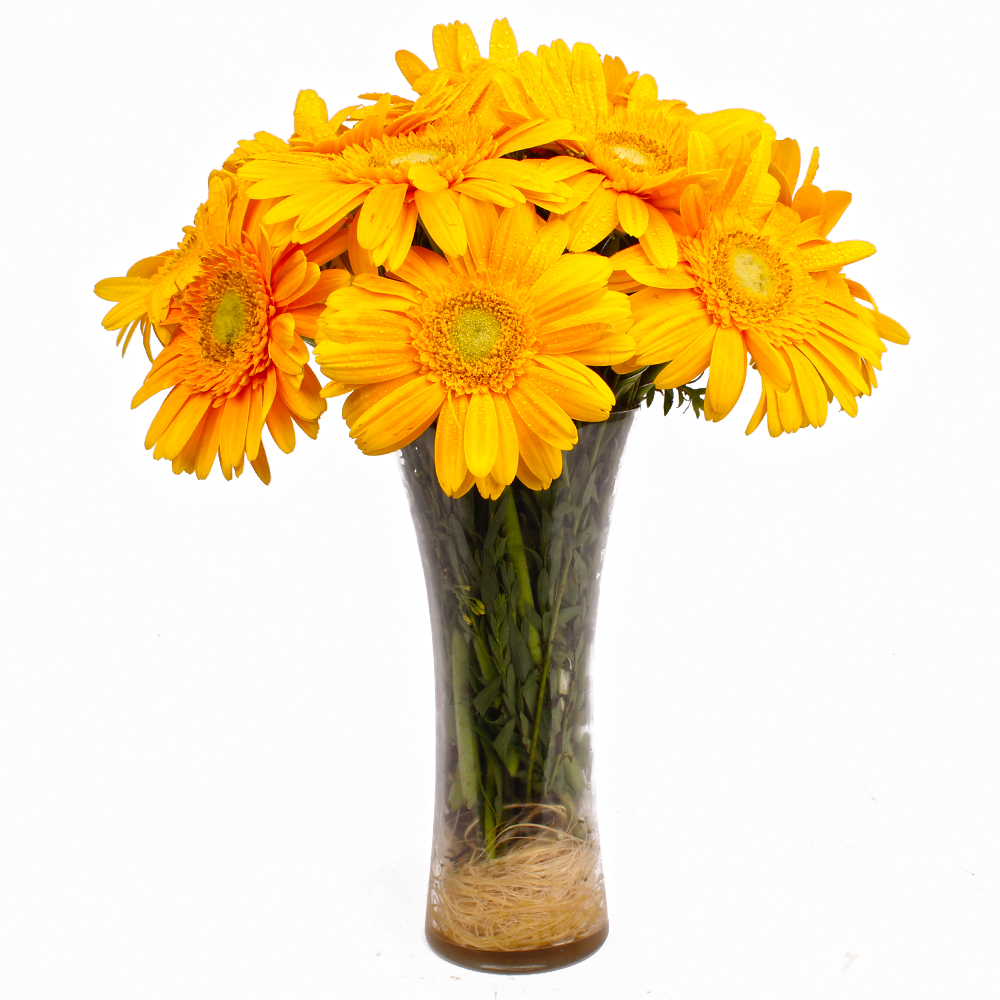 Twelve Yellow Gerberas in Glass Vase