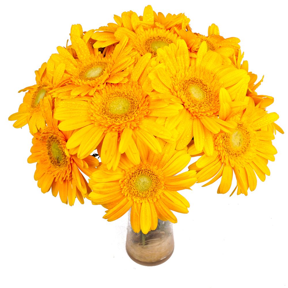 Twelve Yellow Gerberas in Glass Vase