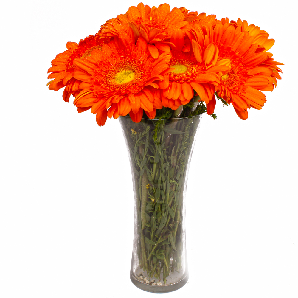 Twelve Orange Gerberas in Glass Vase
