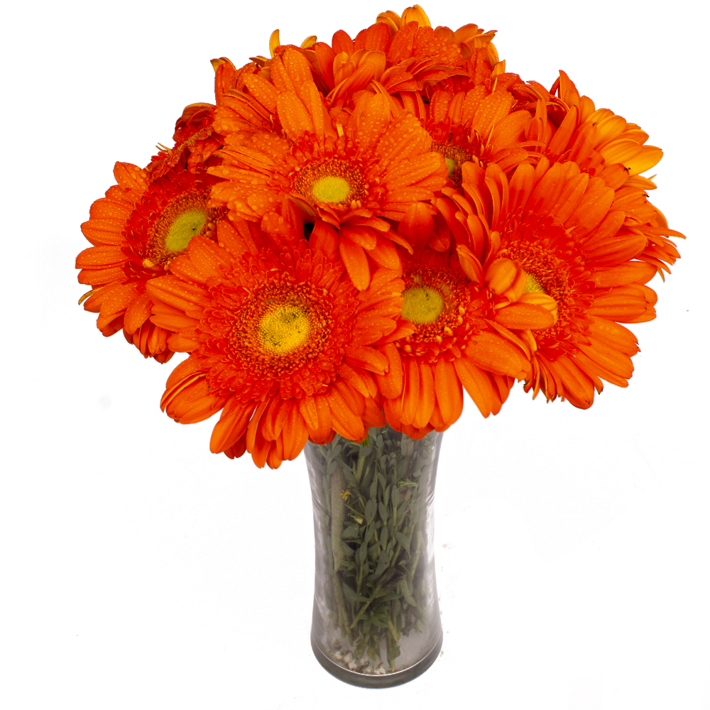 Twelve Orange Gerberas in Glass Vase