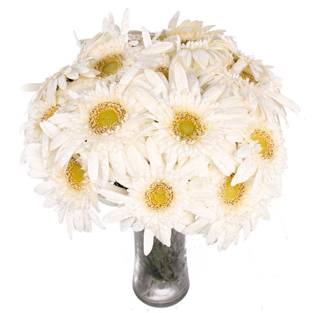 Classic Glass Vase with 12 White Gerberas