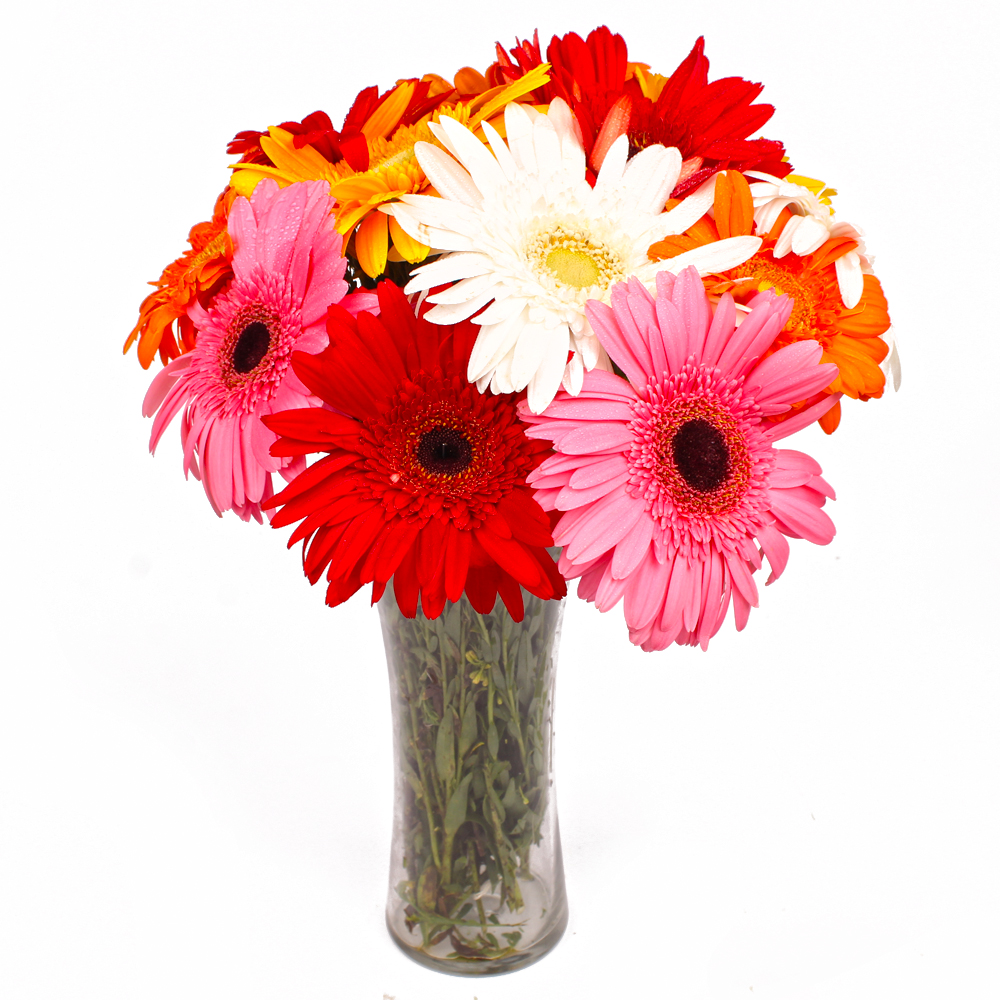 Twelve Colorful Gerberas in Classical Vase