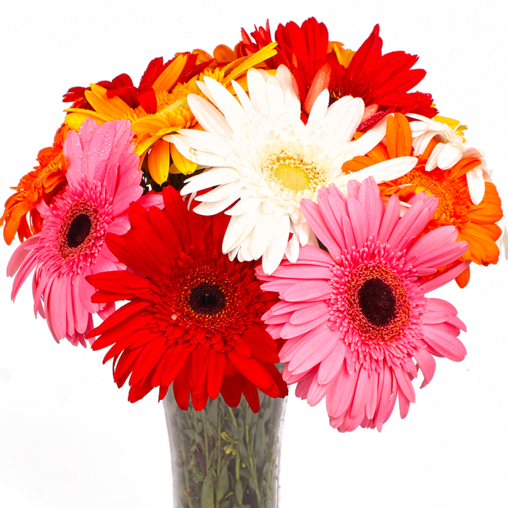 Twelve Colorful Gerberas in Classical Vase