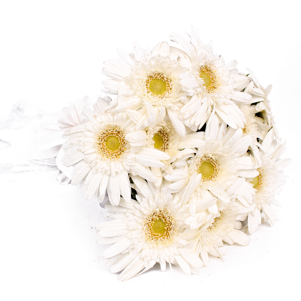 Ten White Gerberas Hand Tied Bouquet