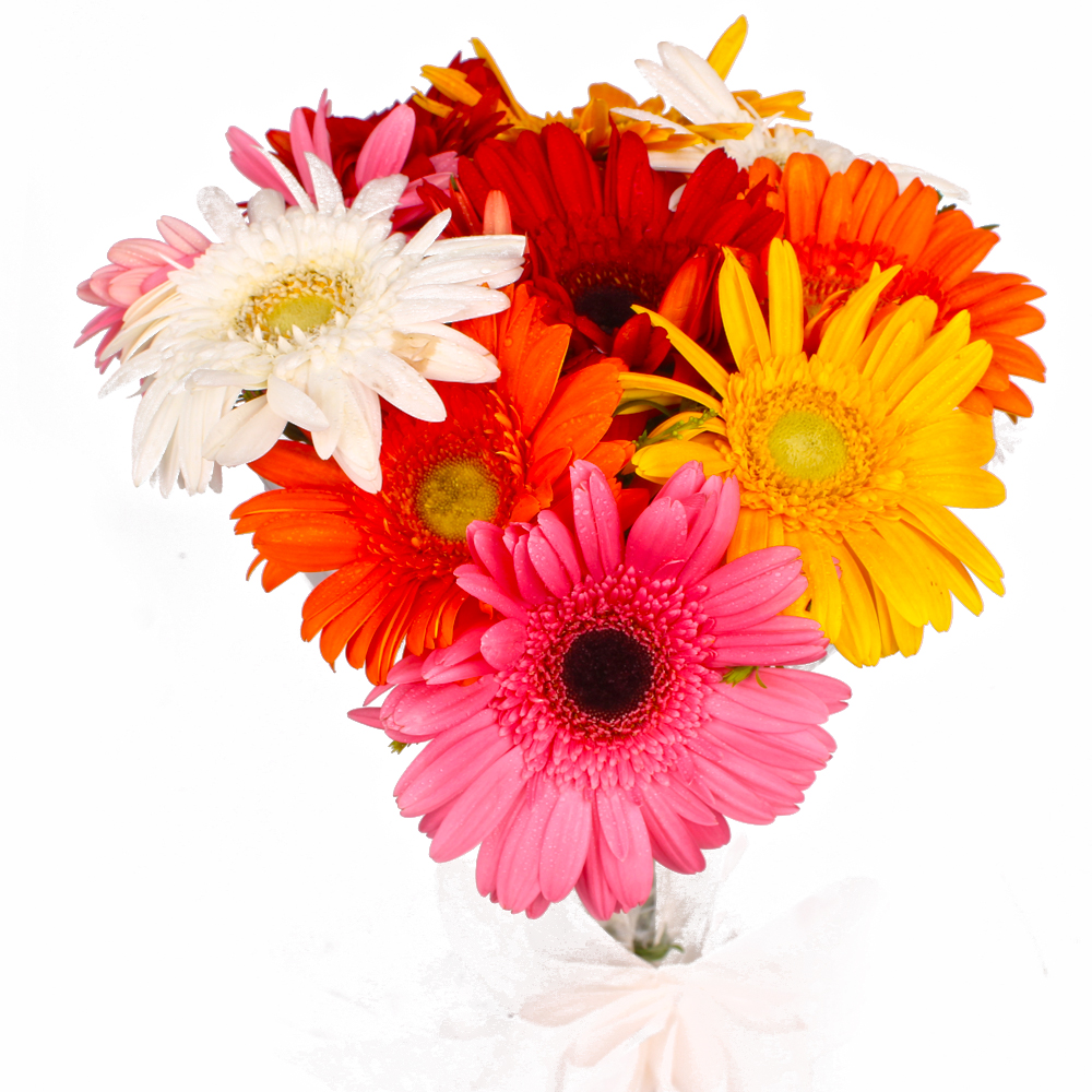 Ten Mix Color Gerberas Hand Tied Bouquet