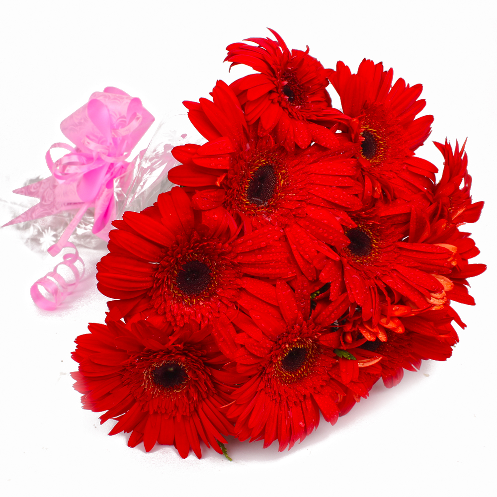 Ten Red Gerberas Bunch with Cellophane Packing