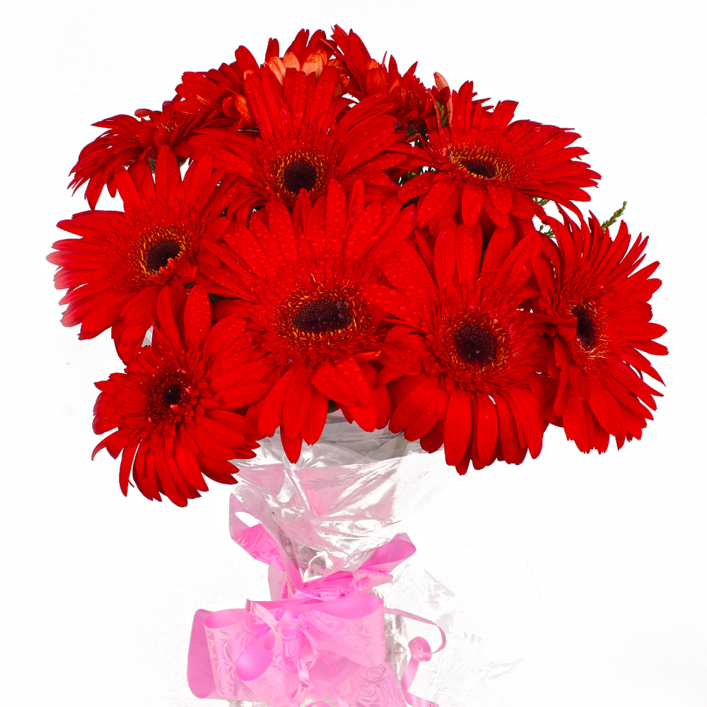 Ten Red Gerberas Bunch with Cellophane Packing