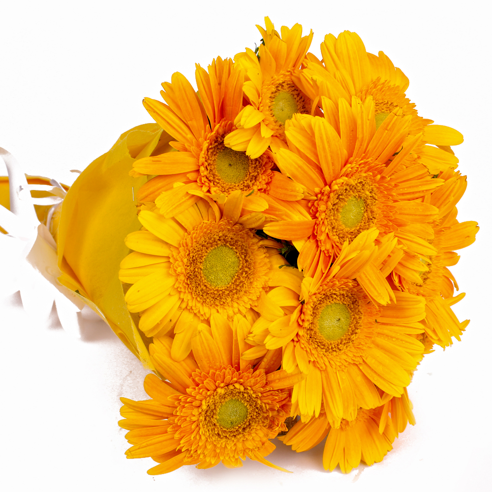 Bouquet of 10 Yellow Gerberas with Tissue Wrapped
