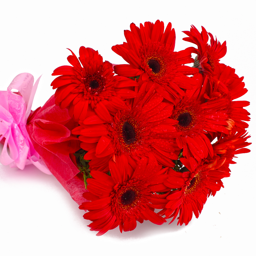 Bouquet of 10 Red Color Gerberas with Tissue Wrapping
