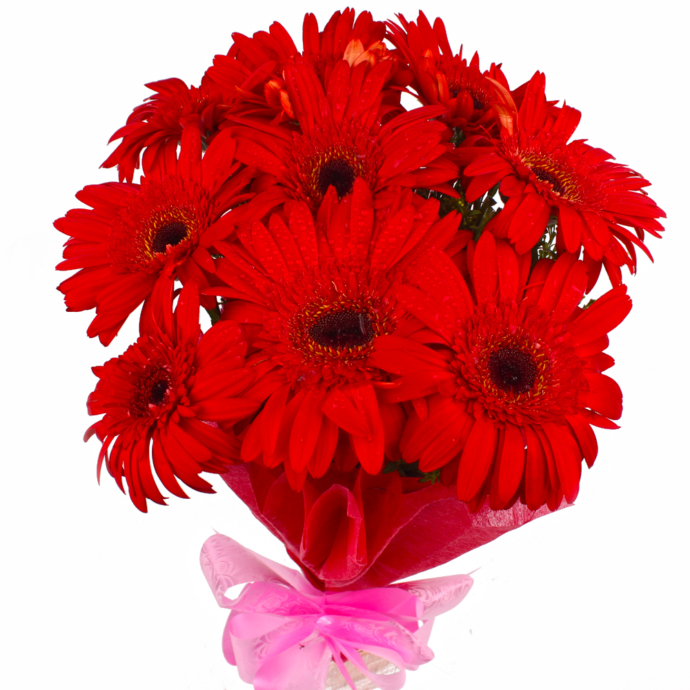 Bouquet of 10 Red Color Gerberas with Tissue Wrapping