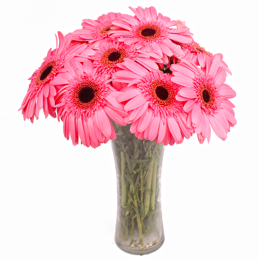 Classic Vase of 10 Pink Gerberas