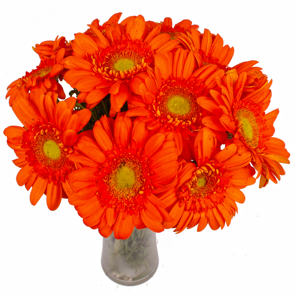 Vase of 10 Orange Color Gerberas