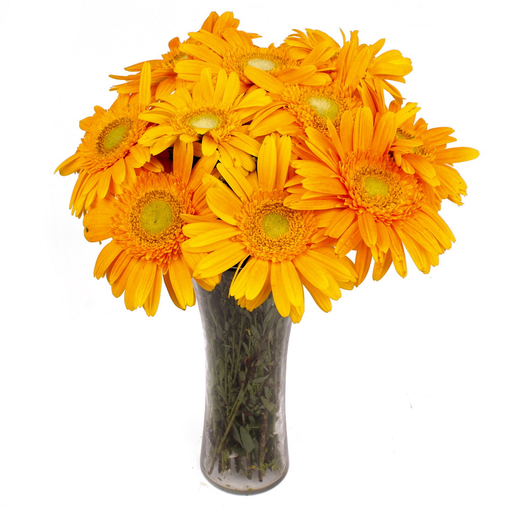 Glass Vase of Ten Yellow Color Gerberas