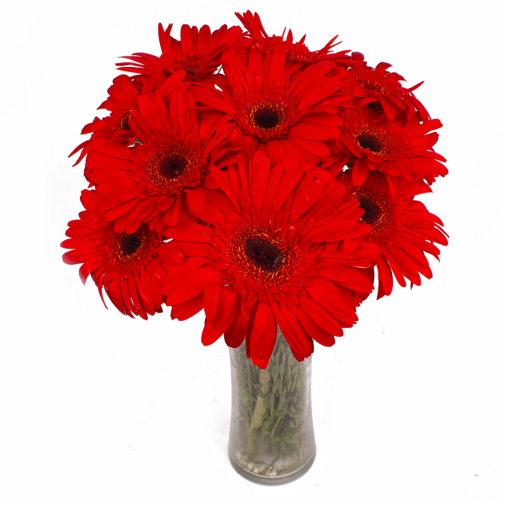 Vase Arrangement of 10 Red Color Gerberas