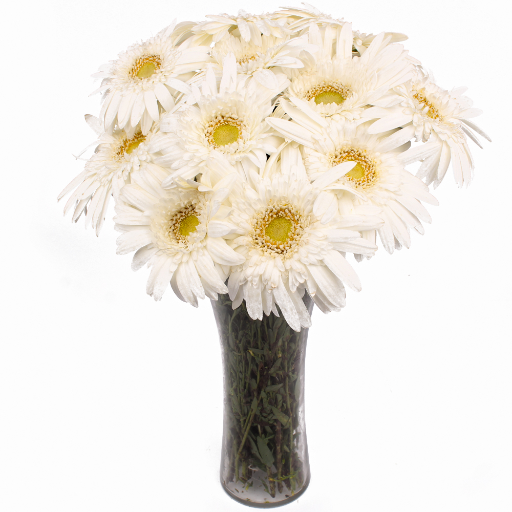 Dozen White Gerberas in Classical Vase