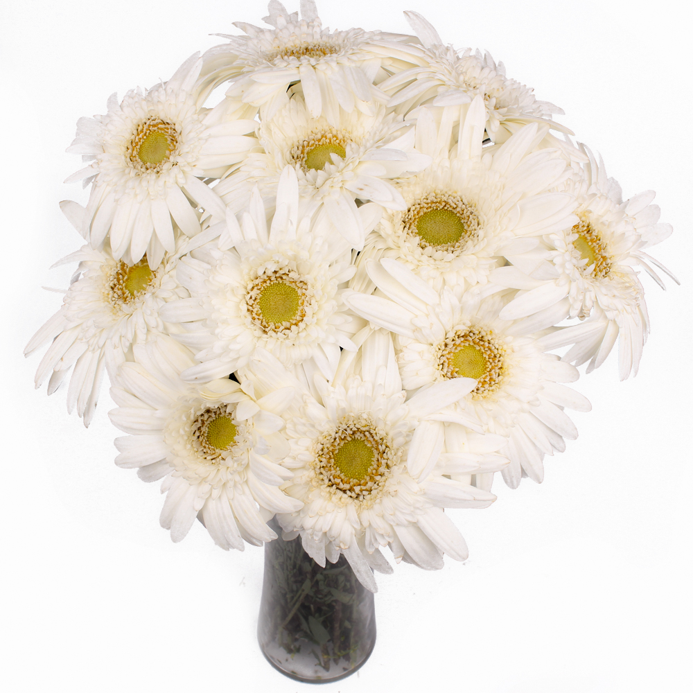 Dozen White Gerberas in Classical Vase