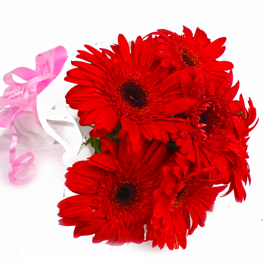 Bunch of 6 Red Gerberas in Tissue Wrapping