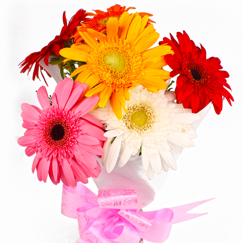 Six Multi Color Gerberas with Tissue Wrapping