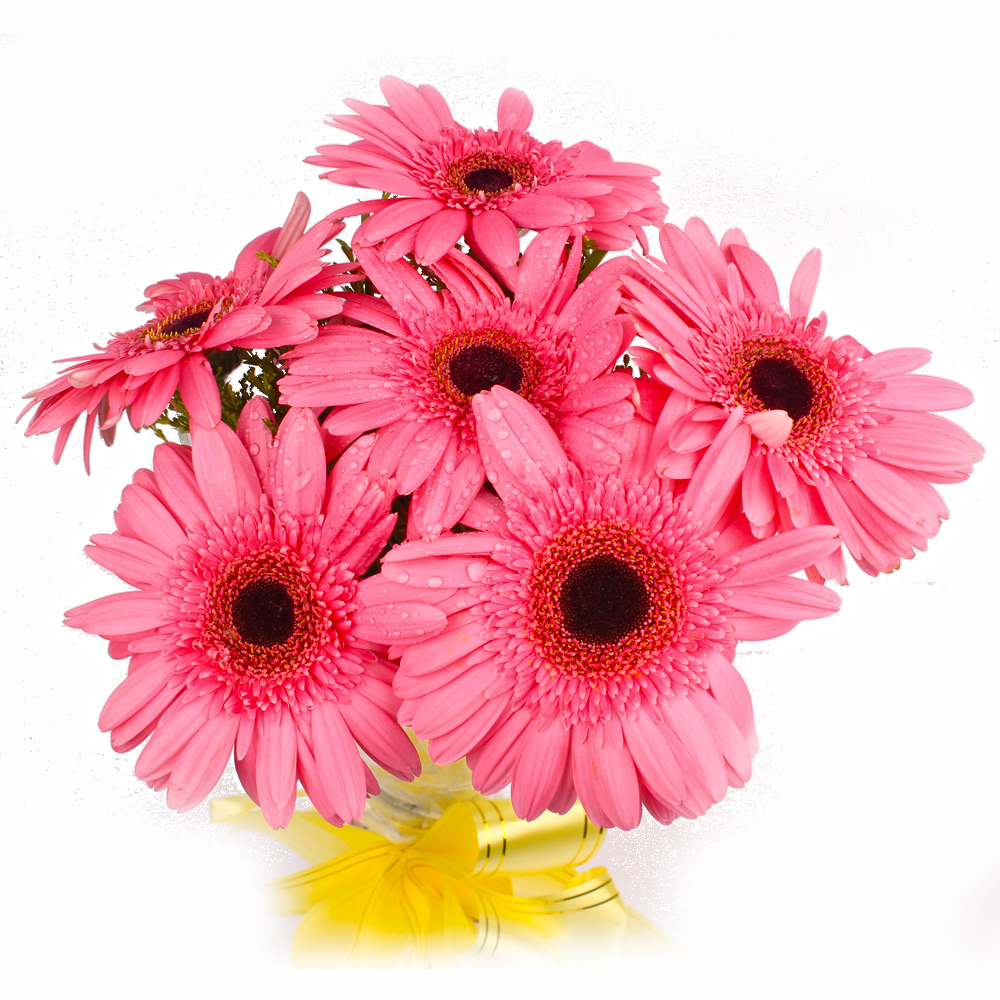 Six Pink Gerberas with Cellophane Wrapping