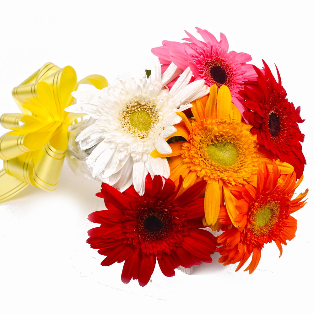 Six Mix Color Gerberas with Cellophane Packing