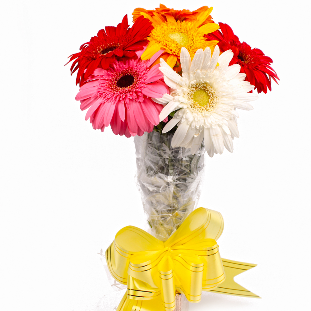 Six Mix Color Gerberas with Cellophane Packing