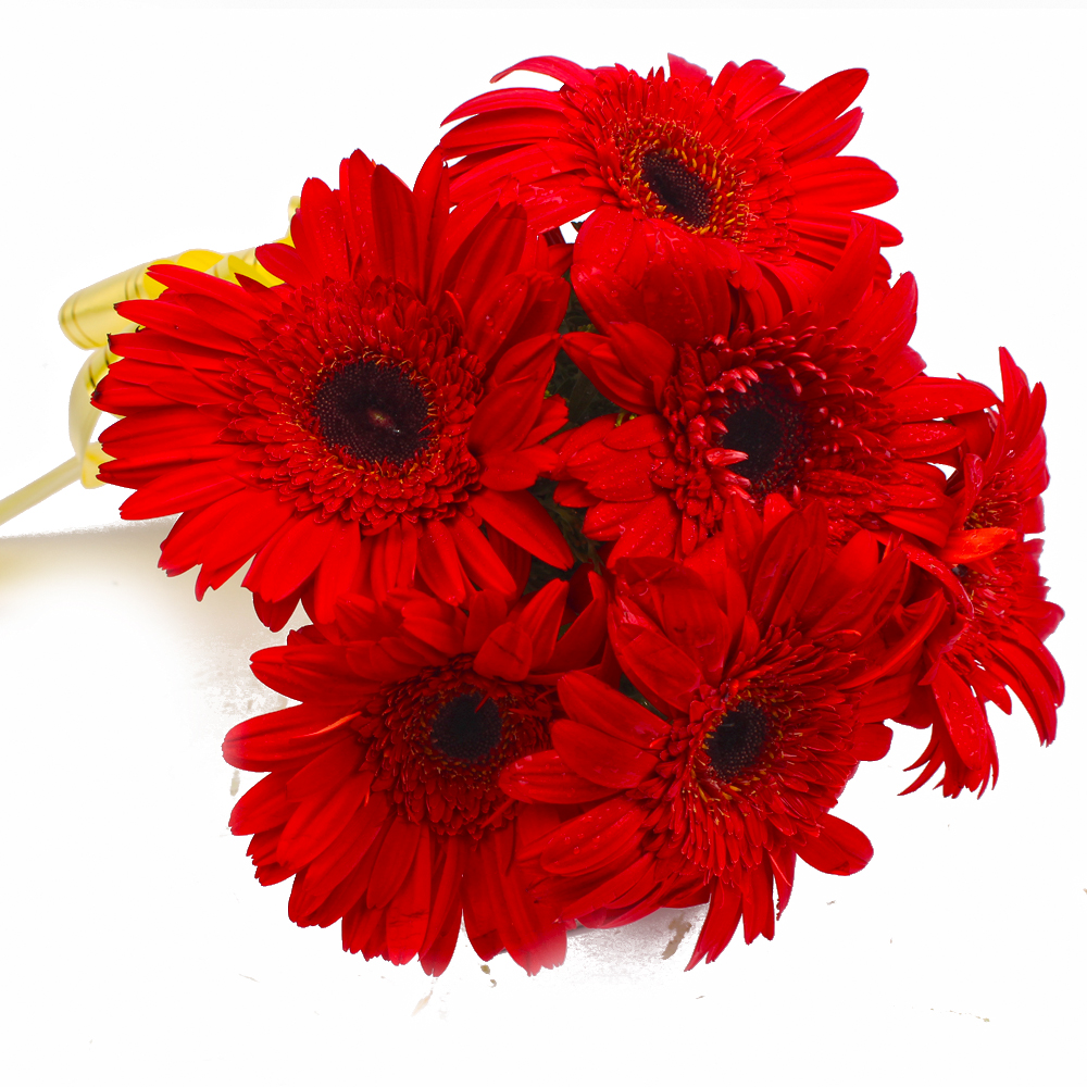 Nice Six Red Gerberas Hand Tied Bunch