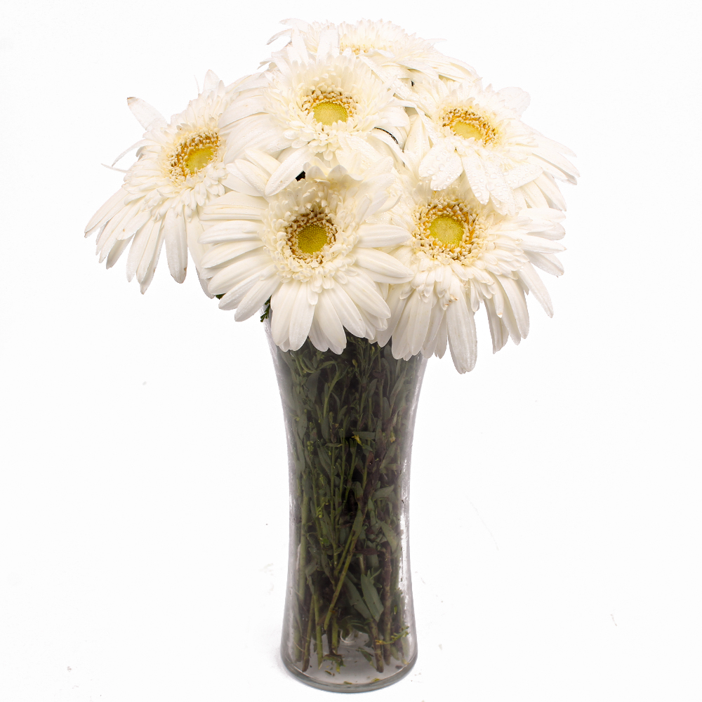 Six Stem of White Gerberas in Vase