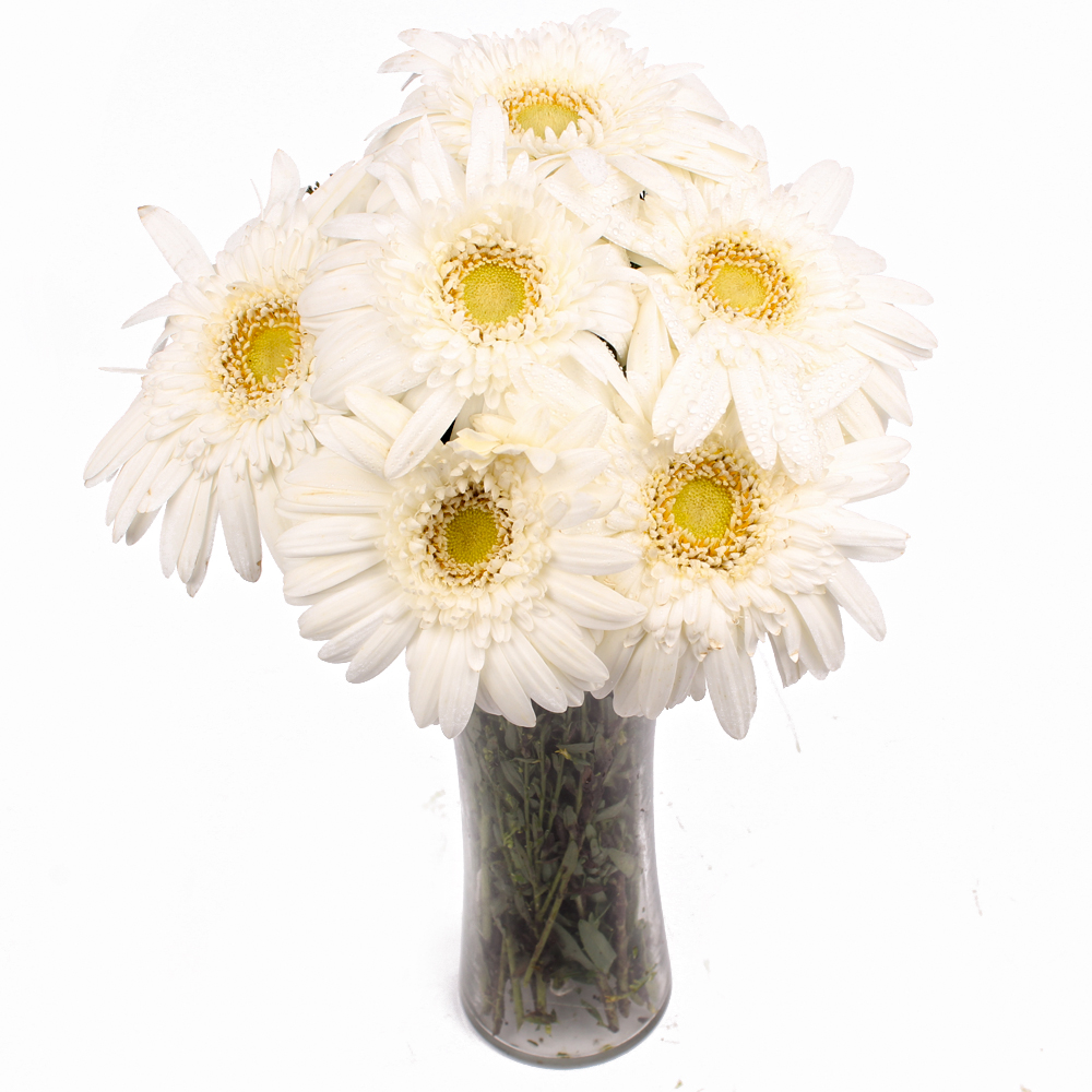 Six Stem of White Gerberas in Vase