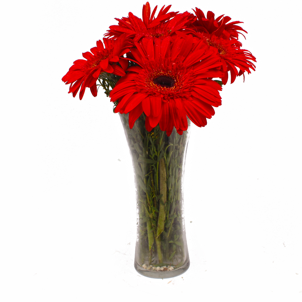 Six Stem of Refreshing Red Gerberas in Vase