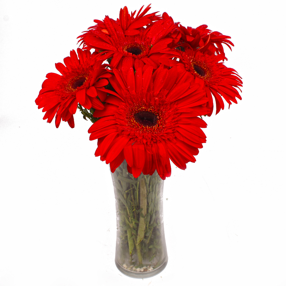 Six Stem of Refreshing Red Gerberas in Vase
