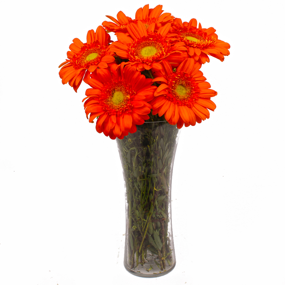 Six Stem of Orange Gerberas in Vase