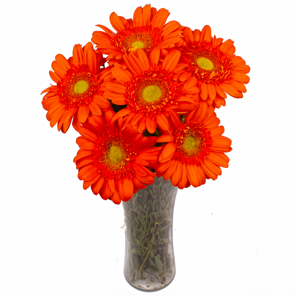 Six Stem of Orange Gerberas in Vase