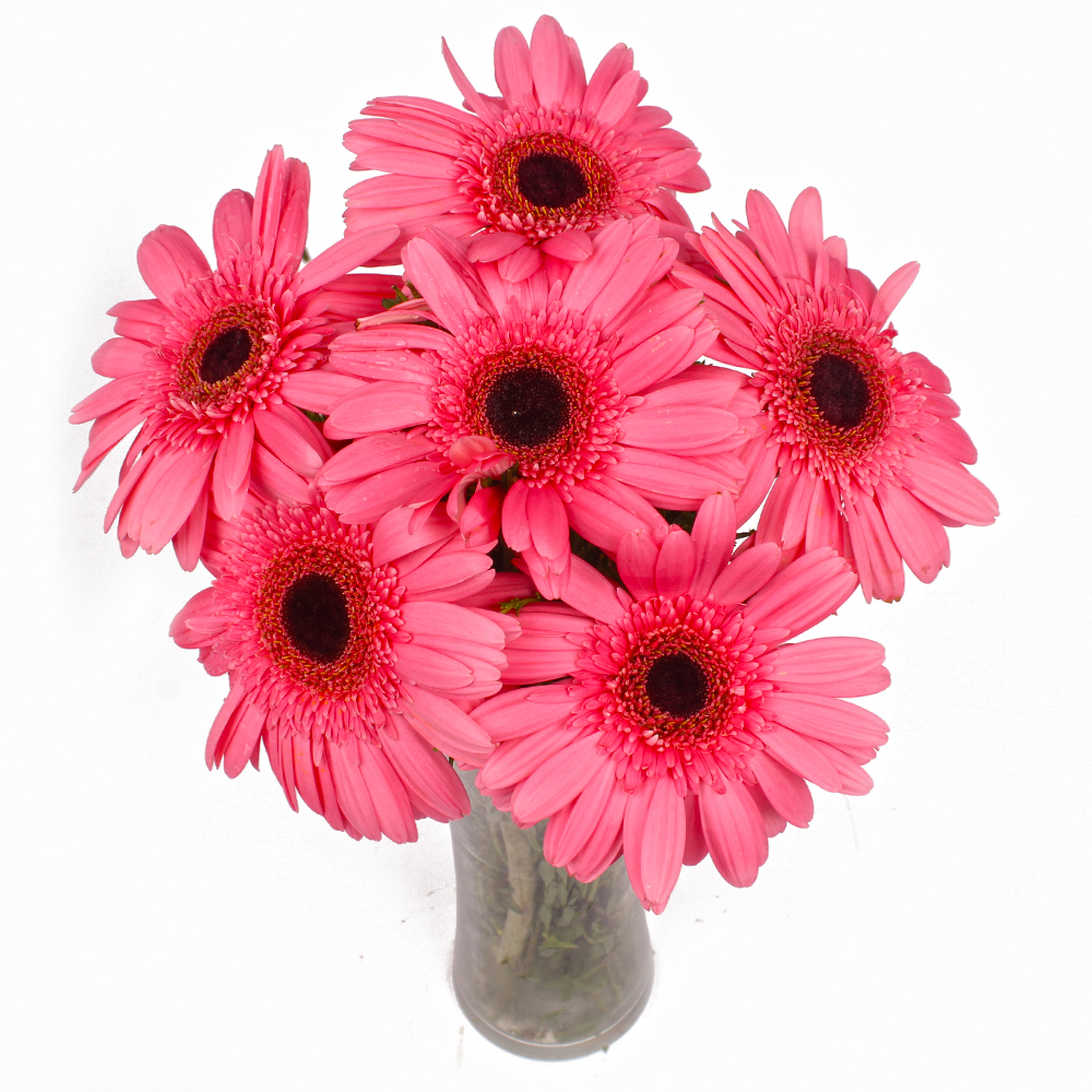 Six Stem of Pretty Pink Gerberas in Vase