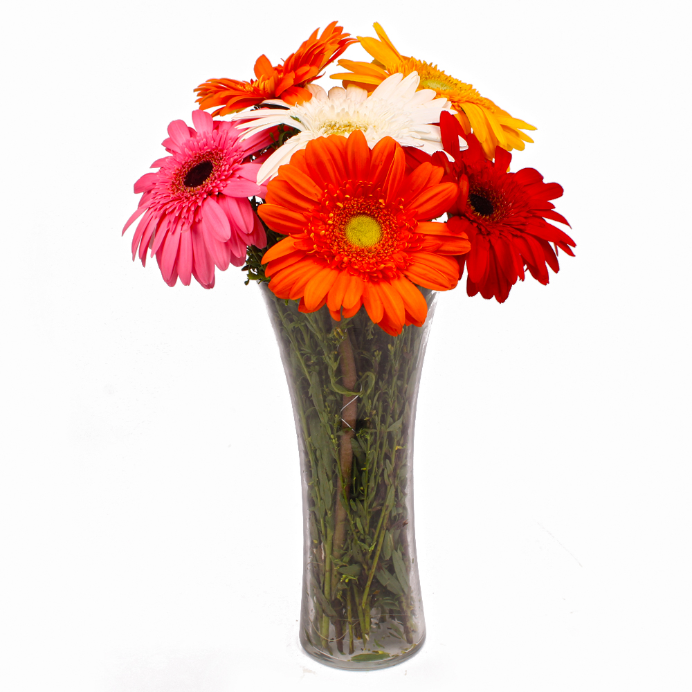 Six Stem of Diffrent Colored Gerberas in Vase