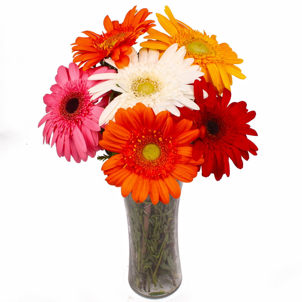 Six Stem of Diffrent Colored Gerberas in Vase