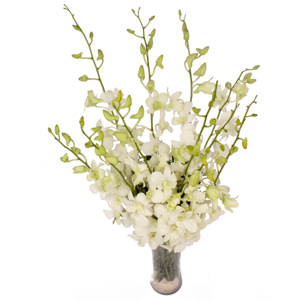 Glass Vase of 10 Exotic White Orchids