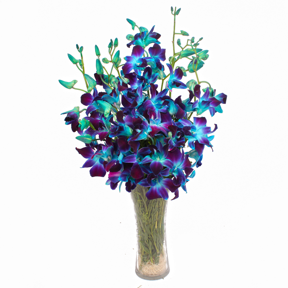 Glass Vase of 10 Stems Exotic Blue Orchids