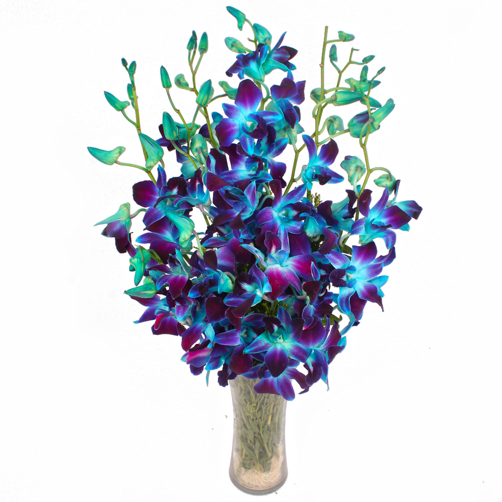 Glass Vase of 10 Stems Exotic Blue Orchids